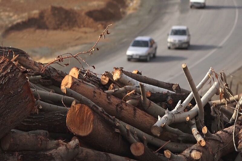 کشف 3 تُن چوب قاچاق در بوکان