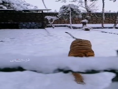 برفبازی ببر باغوحش وکیلآباد مشهد
