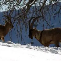 ضرورت امنیت‌زیستی حیات‌وحش در سرمای کوهستان