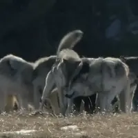 سرگردانی عجیب گرگ‌ها در برابر یک بز!