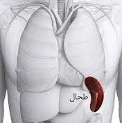 طحال گورستان بدن ما است