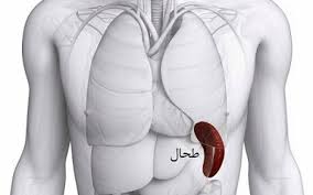 طحال گورستان بدن ما است