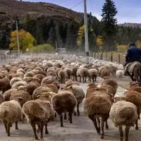 چطوری متوجه می شوند مادرشان کدام است؟