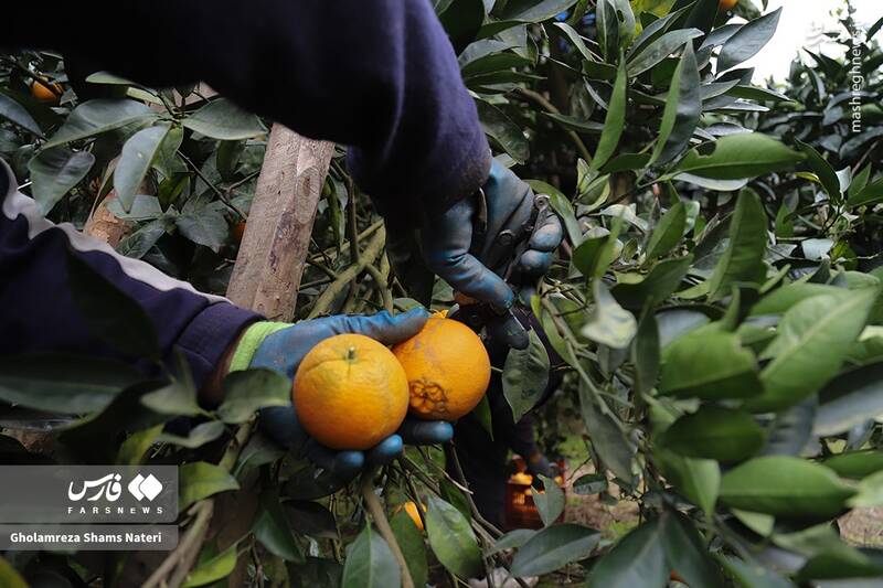  برداشت طلای نارنجی در روستای «کلاچان»