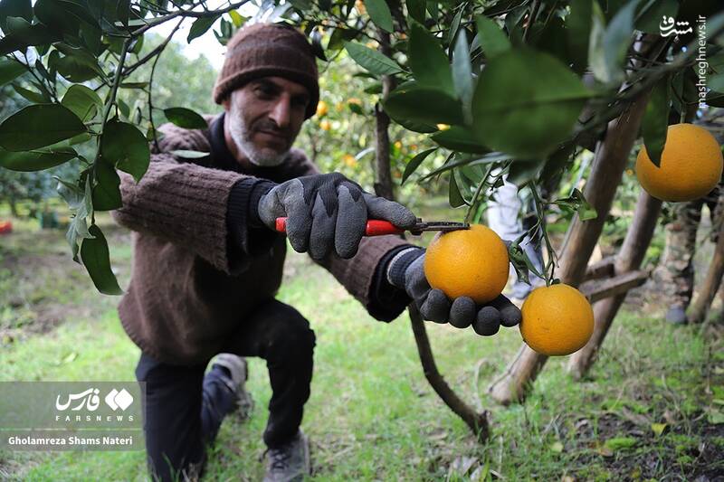  برداشت طلای نارنجی در روستای «کلاچان»