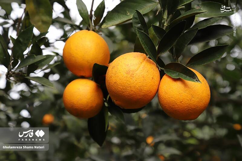  برداشت طلای نارنجی در روستای «کلاچان»