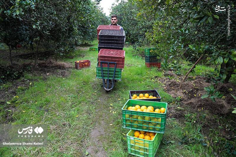  برداشت طلای نارنجی در روستای «کلاچان»