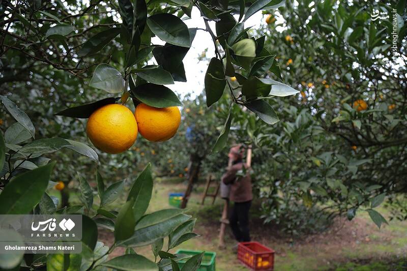  برداشت طلای نارنجی در روستای «کلاچان»