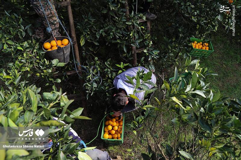  برداشت طلای نارنجی در روستای «کلاچان»