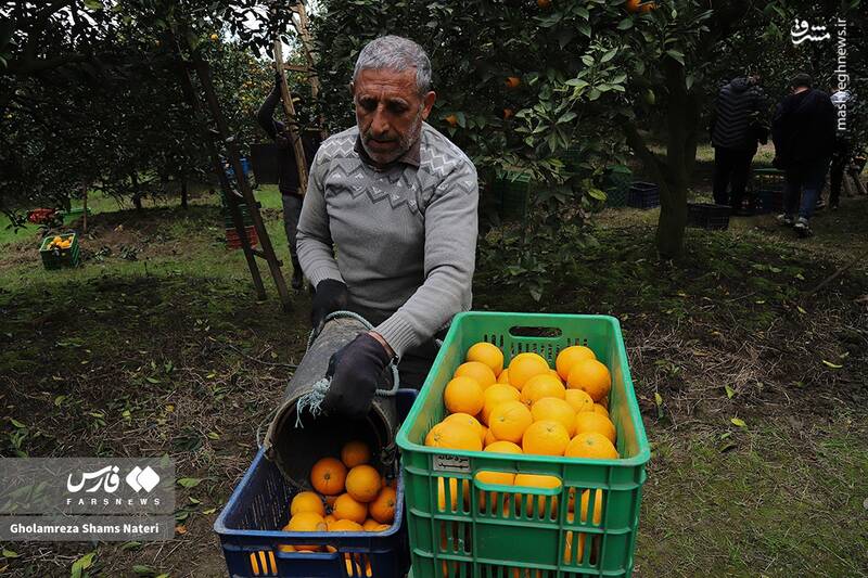  برداشت طلای نارنجی در روستای «کلاچان»