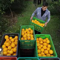  برداشت طلای نارنجی در روستای «کلاچان»