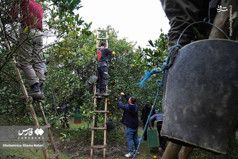  برداشت طلای نارنجی در روستای «کلاچان»