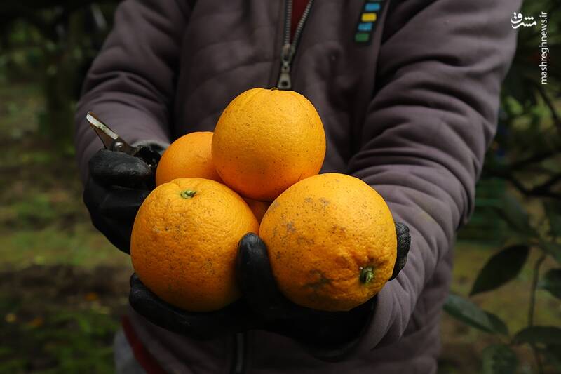  برداشت طلای نارنجی در روستای «کلاچان»