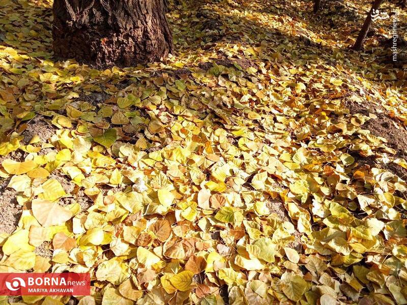 پاییز در بوستان ساعی تهران