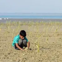 تولید و کشت ۴ میلیون اصله نهال در استان بوشهر