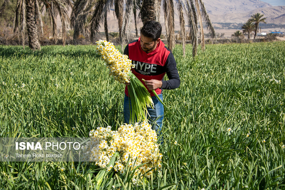 نرگس زار خفر در استان فارس