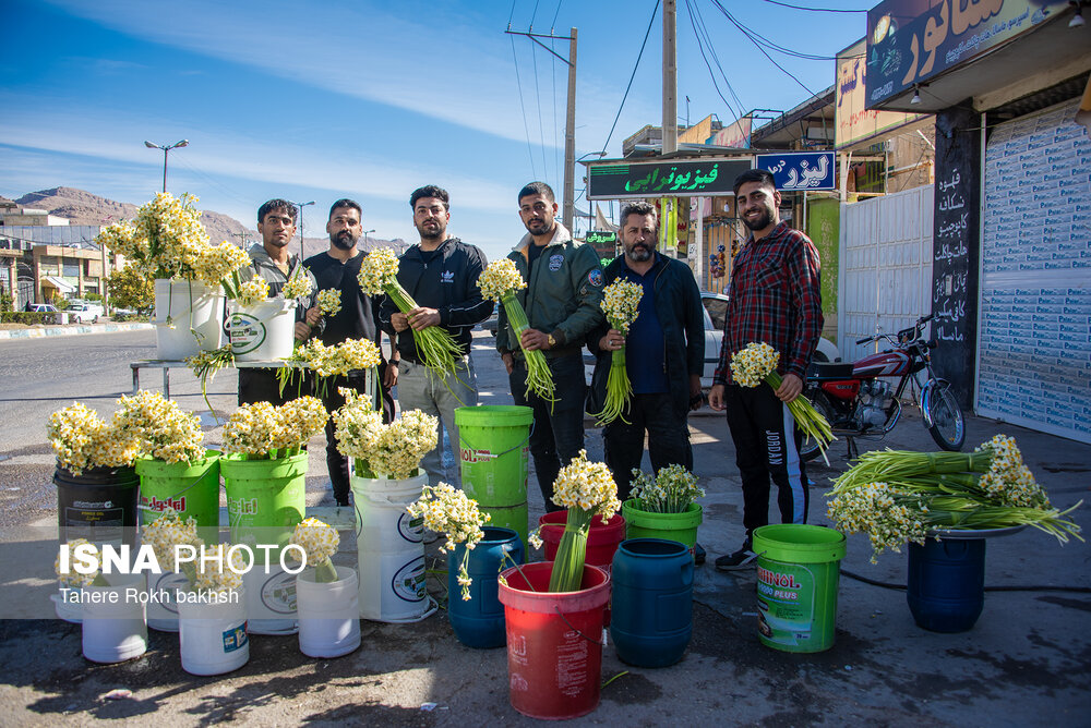 نرگس زار خفر در استان فارس