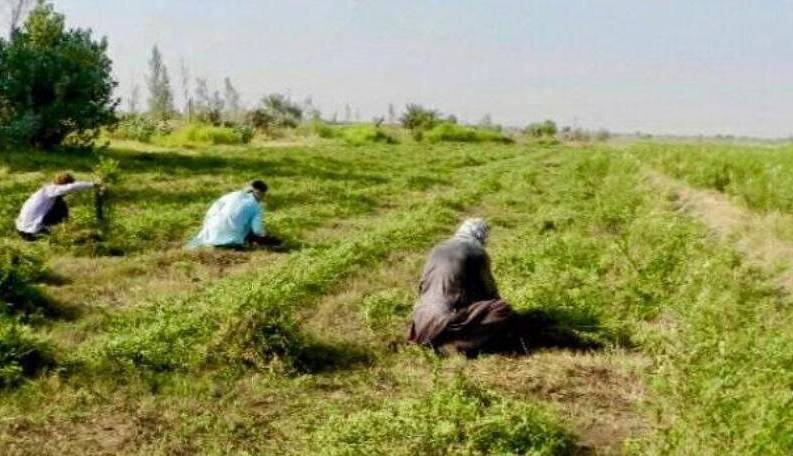 بیش‌از ۱۶ هزار تن حنا در سیستان و بلوچستان برداشت شد