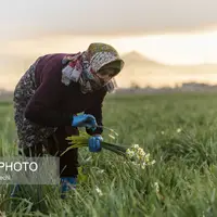 برداشت گل نرگس در کردکلا جویبار