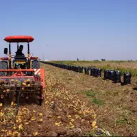 بیش از ۱۰۰ هزار تن محصولات پاییزه در شهرستان طارم کشت شد