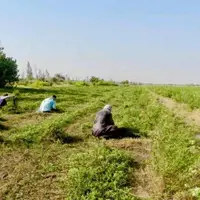 بیش‌از ۱۶ هزار تن حنا در سیستان و بلوچستان برداشت شد