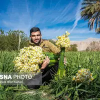 نرگس زار خفر در استان فارس