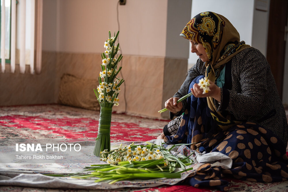 نرگس زار خفر در استان فارس