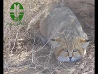 گربه شنی در پارک ملی کویر مرکزی سمنان