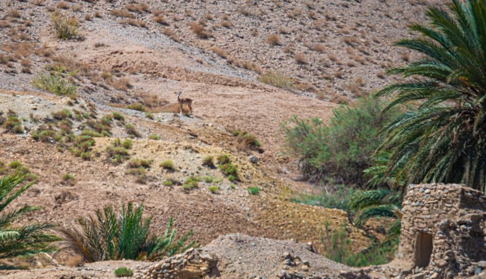 سرشماری گونه‌های علف‌خوار حیات وحش سیستان‌و‌بلوچستان آغاز شد