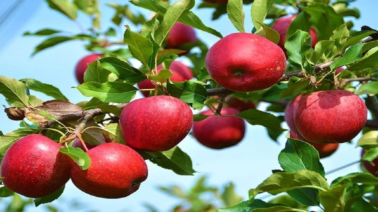 ایجاد شهر سیب در مراغه