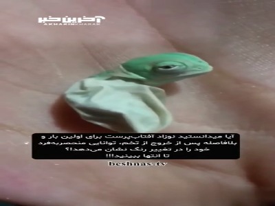 لحظه تولد نوزاد آفتاب پرست را ببینید