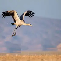 پرواز دُرنا‌ها در سکوت دریاچه بختگان