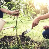 محکومان جرایم غیرعمد استان کرمان به جای تحمل حبس درخت می‌کارند