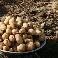 معاون وزیر جهاد کشاورزی: کمبودی در بازار سیب زمینی نداریم