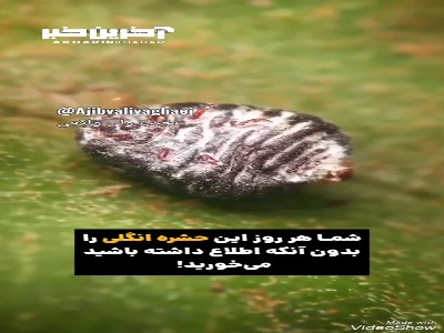 حشره ای که از آن به عنوان رنگ قرمز خوراکی استفاده میشود!