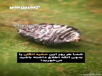 حشره ای که از آن به عنوان رنگ قرمز خوراکی استفاده میشود!