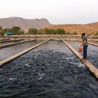 افزایش ۳۴۲ درصدی بهره‌برداران بخش آبزی‌‎پروری در اصفهان