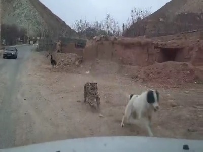 مشاهده یک قلاده پلنگ در روستای مغانک دماوند