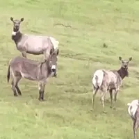 زندگی جالب یک الاغ گم‌شده با گله گوزن‌های وحشی!