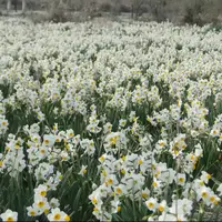 آغاز برداشت گل نرگس از بزرگترین نرگس زار دیم کشور