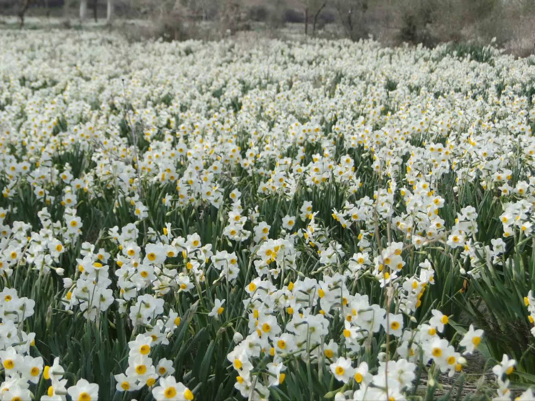 آغاز برداشت گل نرگس از بزرگترین نرگس‌زار دیم کشور