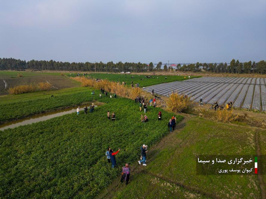 عکس/ لحظاتی دیدنی از برداشت گل نرگس در جویبار