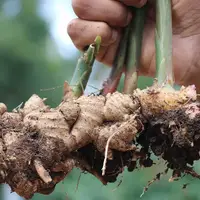 کاشت زنجبیل به همین راحتی!