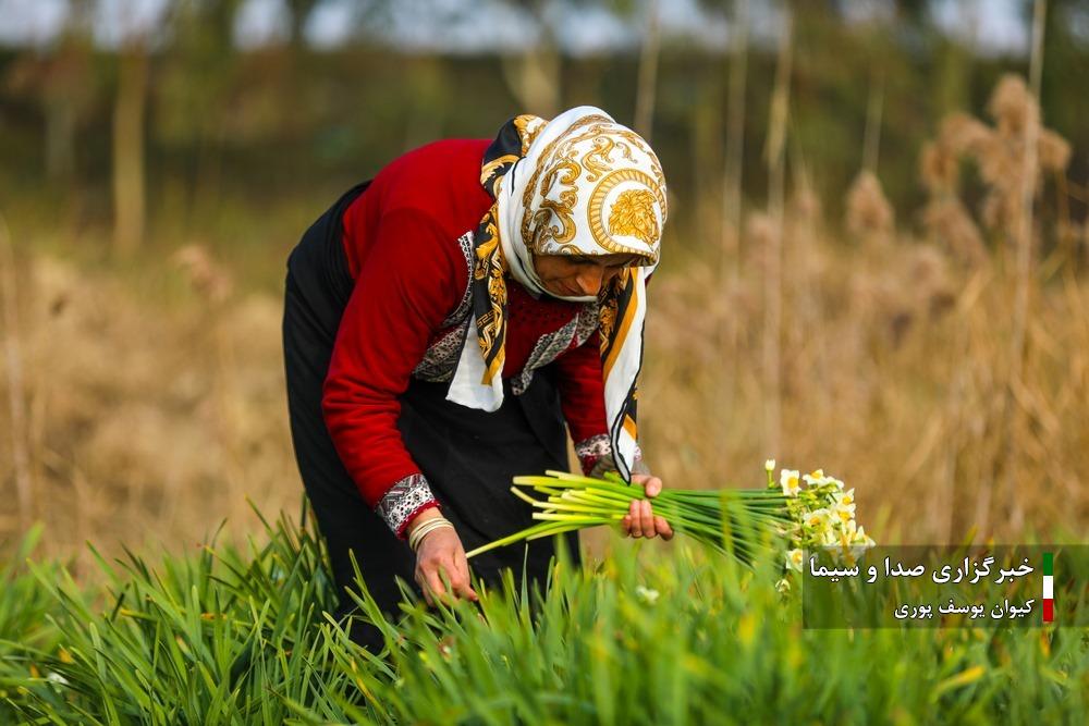 عکس/ لحظاتی دیدنی از برداشت گل نرگس در جویبار