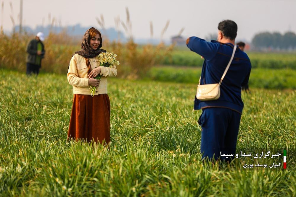 عکس/ لحظاتی دیدنی از برداشت گل نرگس در جویبار