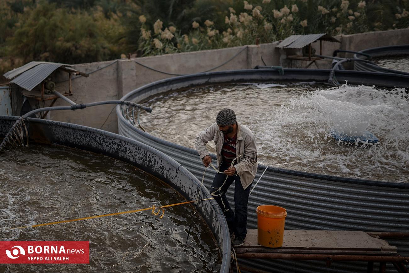 طرح کارآفرینی پرورش ماهی در استان خوزستان 