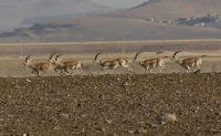 اجتماع آهوان در دشت میرزابایلو پارک ملی گلستان