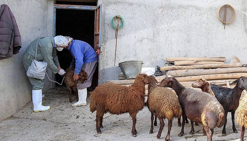 مشاهده بیماری تب برفکی در لرستان