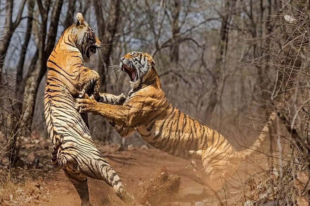 جدال دو ببر که به‌خیر گذشت!