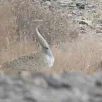 ثبت حضور گونه هوبره در شهرستان عنبرآباد